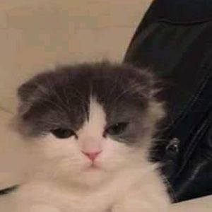 Meet your Posher, Giovani